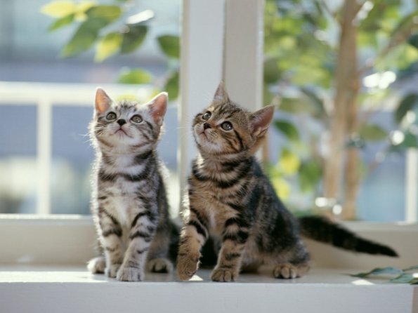 kittens_12