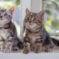 kittens_13