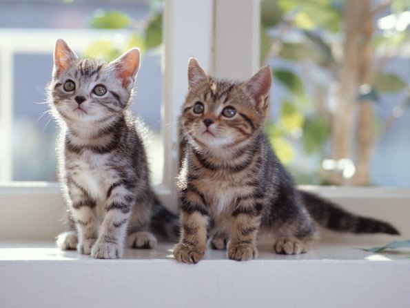 kittens_13