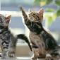 kittens_14