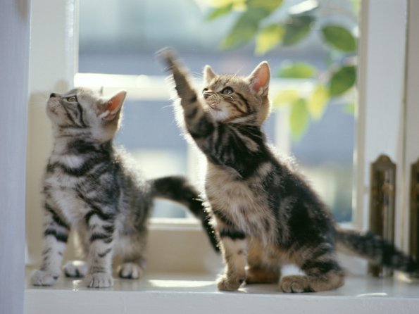 kittens_14