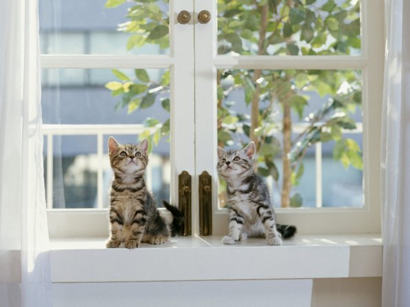 kittens_15