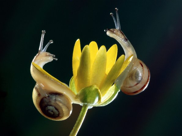 insect_1001