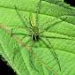 insect_1002