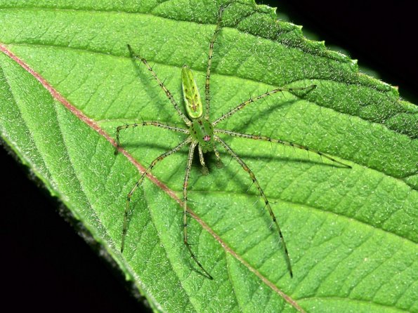 insect_1002