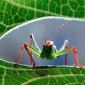 insect_1003