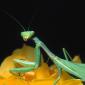 insect_1007