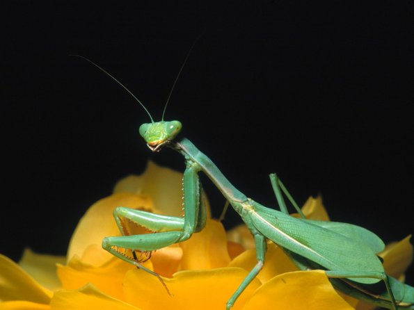 insect_1007