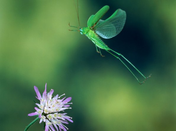 insect_1008
