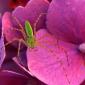 insect_1009