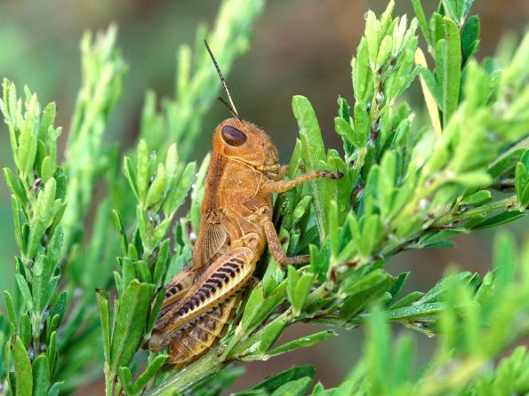 insect_1010