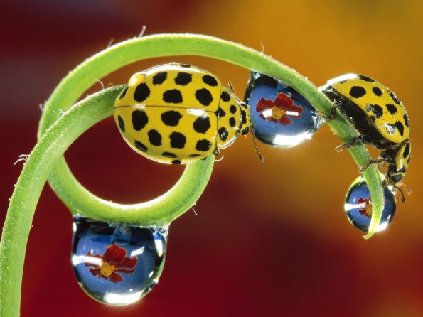 insect_1011