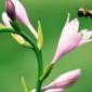 insect_1012