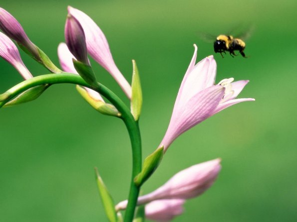 insect_1012