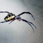 insect_1013