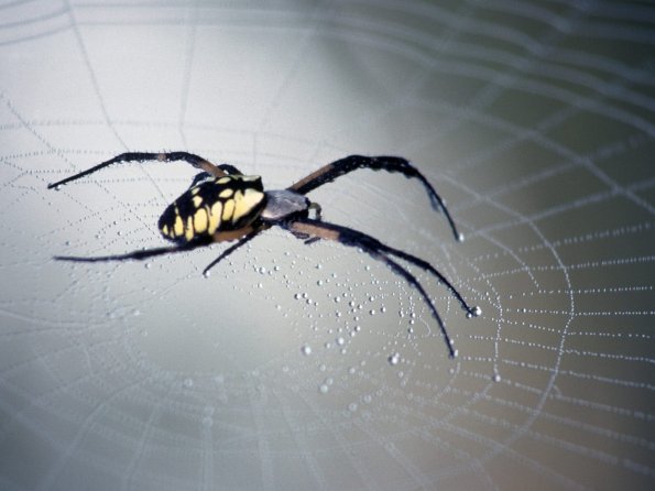insect_1013