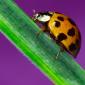 insect_1014