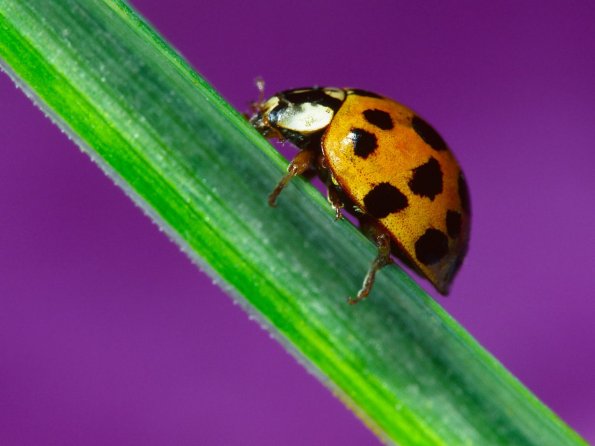 insect_1014