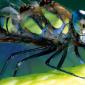 insect_1016