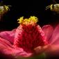 insect_1017