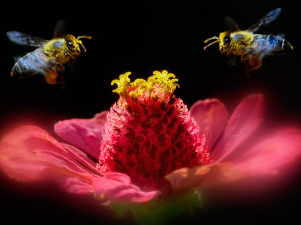 insect_1017