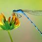 Insects