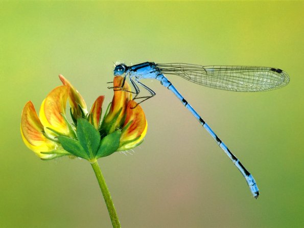 insect_1018