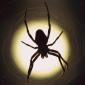 insect_1019
