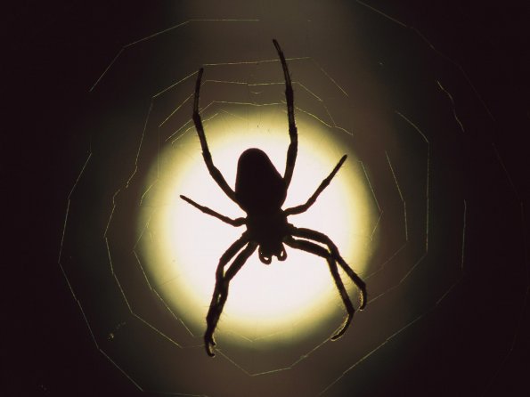 insect_1019