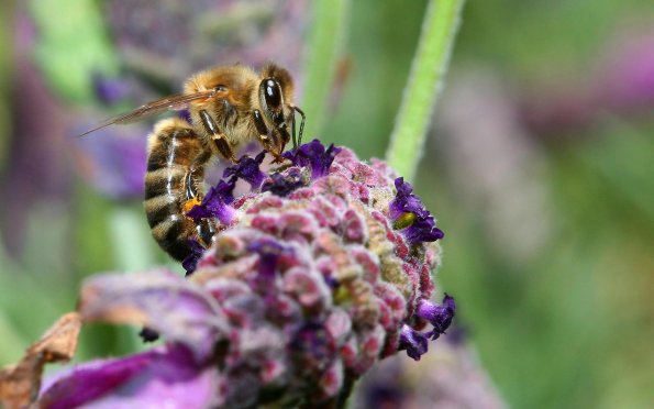 insect_1022