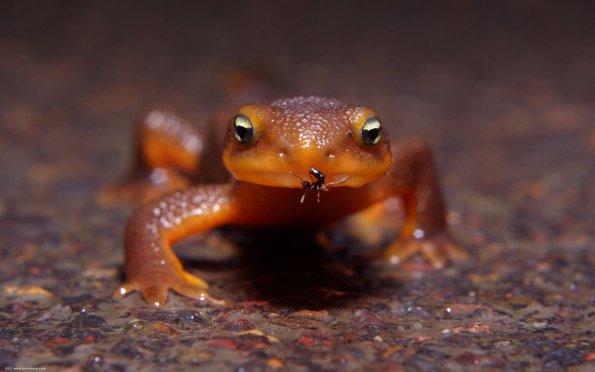frog