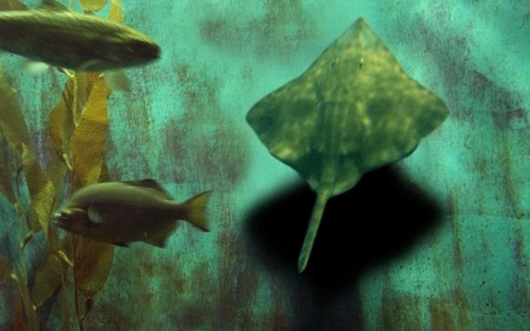 stingray_samba