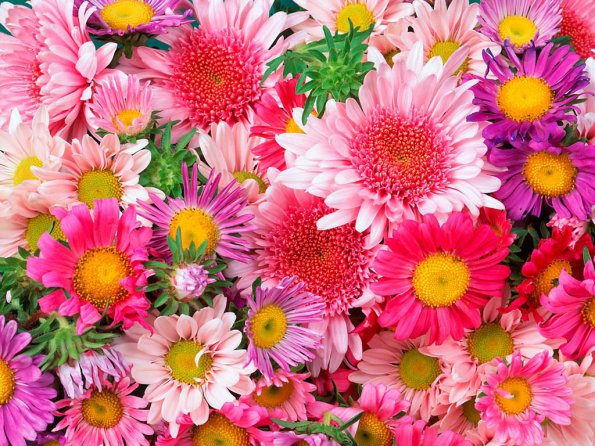 Flowers - 01