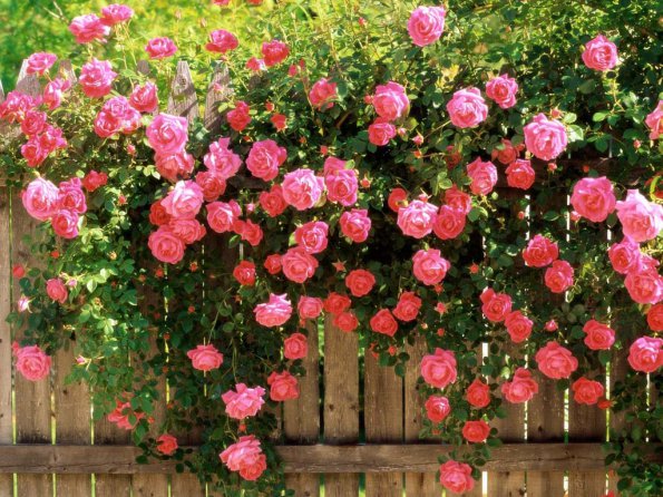 Flowers - 02