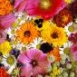 Flowers - 05