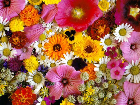 Flowers - 05