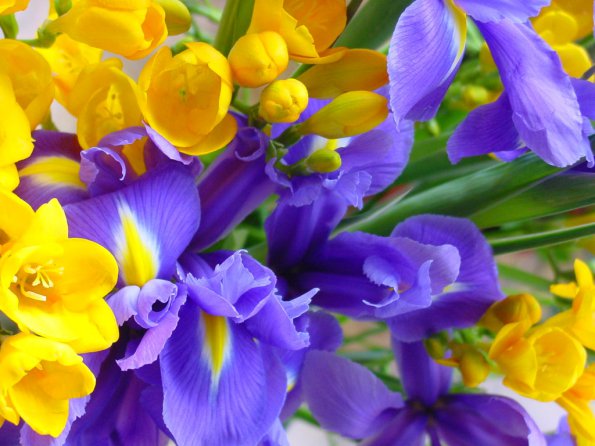 Flowers - 06