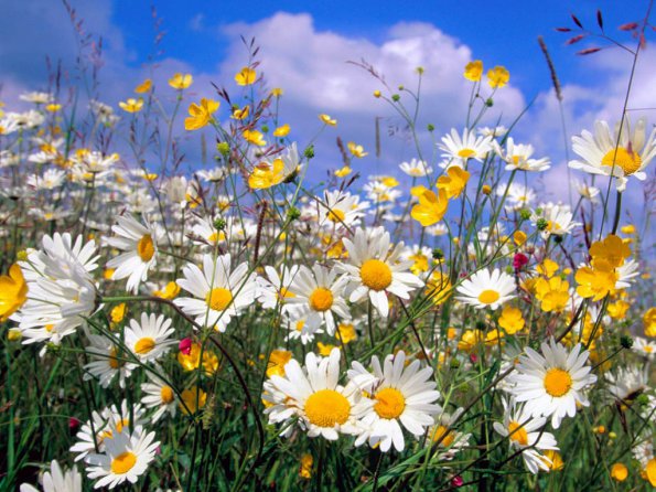 Flowers - 07