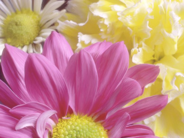 Flowers - 10