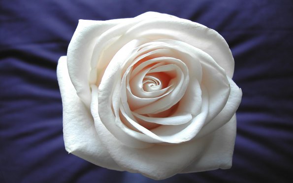 Flowers - 11