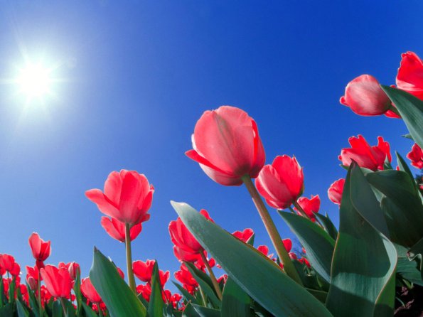 Flowers - 12