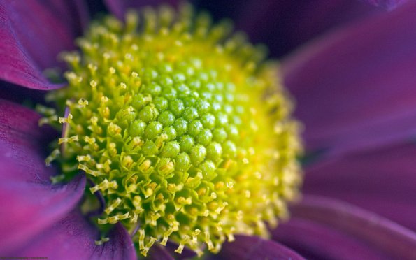 Flowers - 13