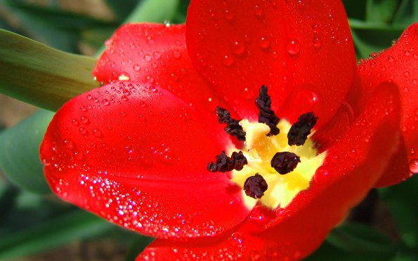 Flowers - 14