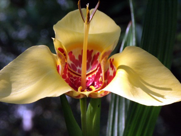 Flowers - 15