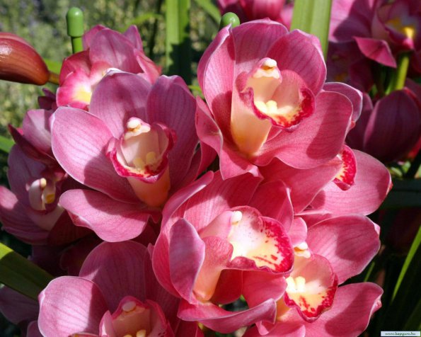 Flowers - 16