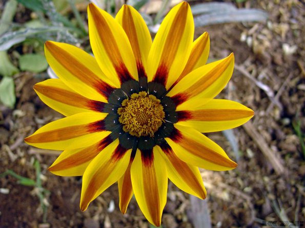 Flowers - 18