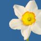 Flowers - 19