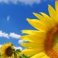 Flowers - 20