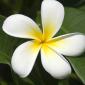 Flowers - 21