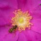 Flowers - 22